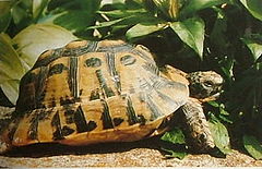 Testudo graeca